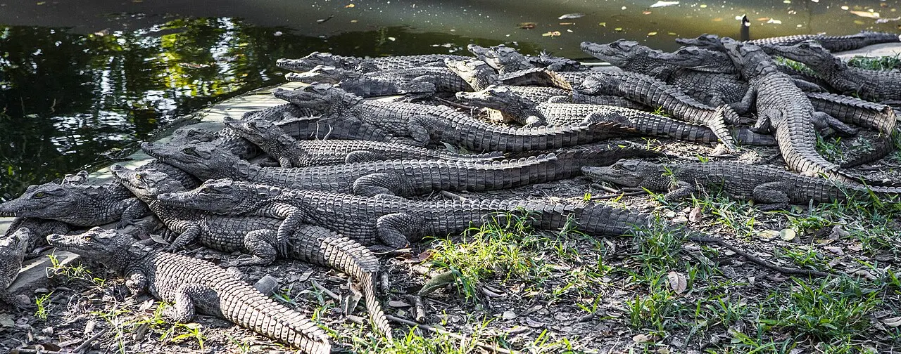Kalimba Reptile Park, Lusaka, Lusaka Province, Zambia