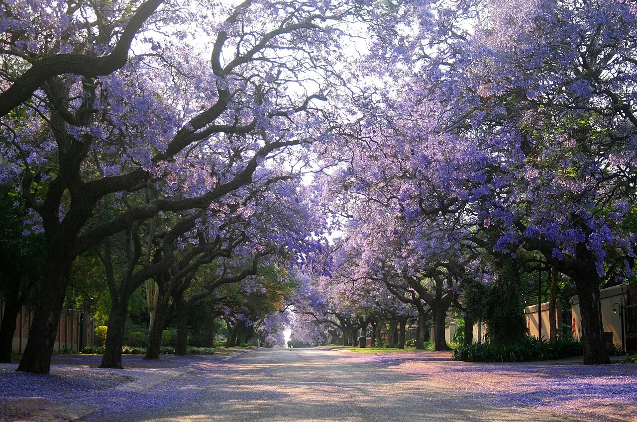 Pretoria Jacaranda Season, Pretoria, Gauteng, South Africa