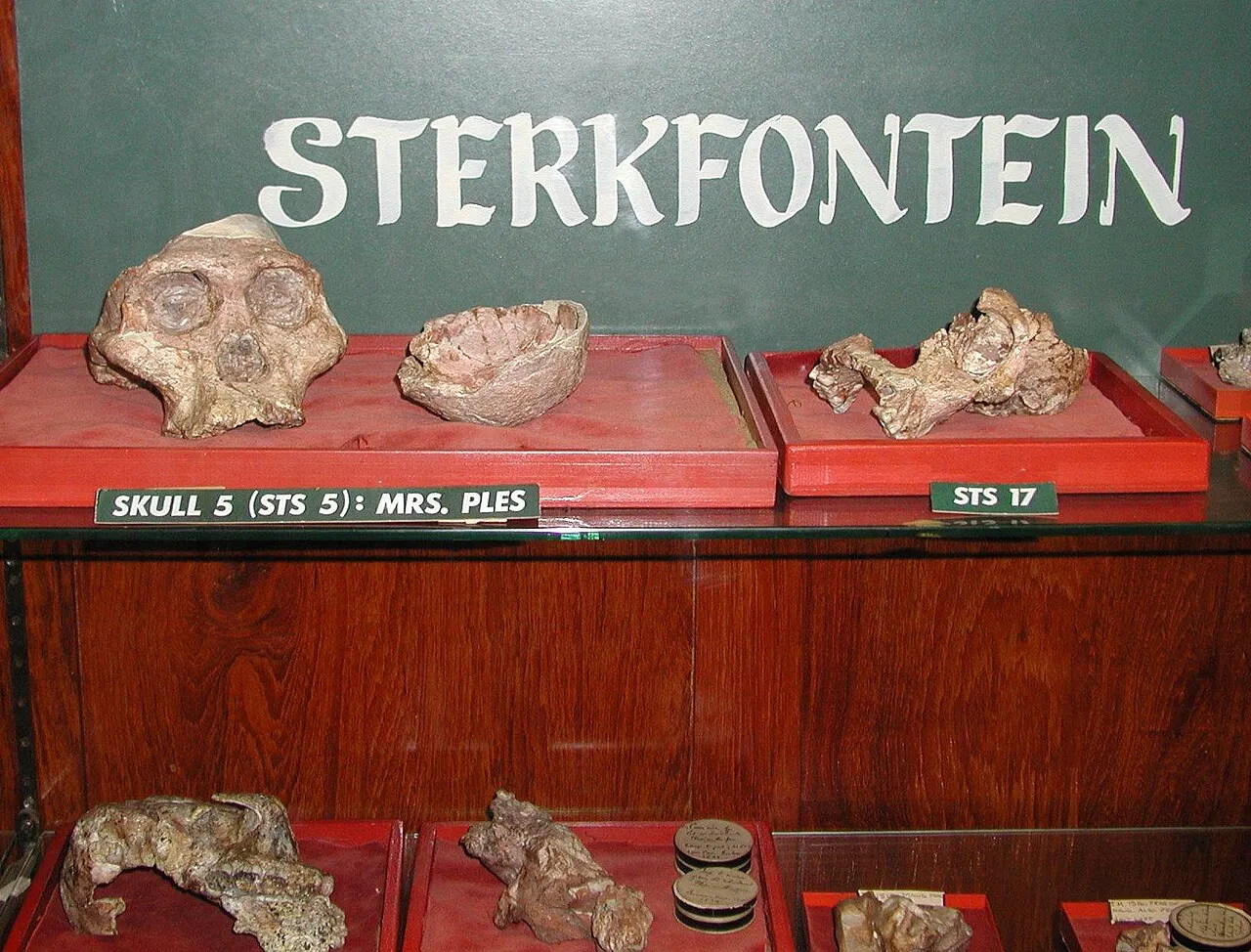 Ditsong National Museum of Natural History, Pretoria, Gauteng, South Africa