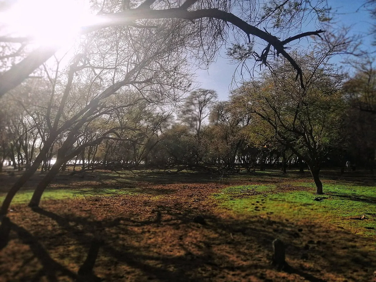 Sunut Forest, Khartoum, Khartoum, Sudan