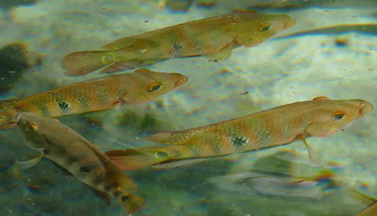 Ría Celestún Biosphere Reserve, Celestún, Yucatán, Mexico
