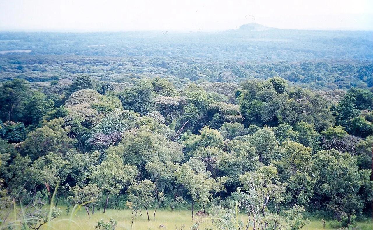 Kakamega Forest National Reserve, Kakamega, Kakamega County, Kenya