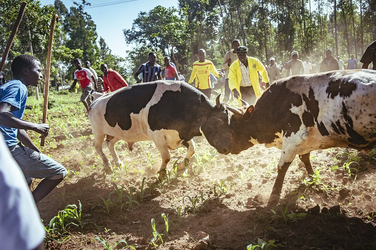 Isukha and Idakho Bullfights, Kakamega, Kakamega County, Kenya
