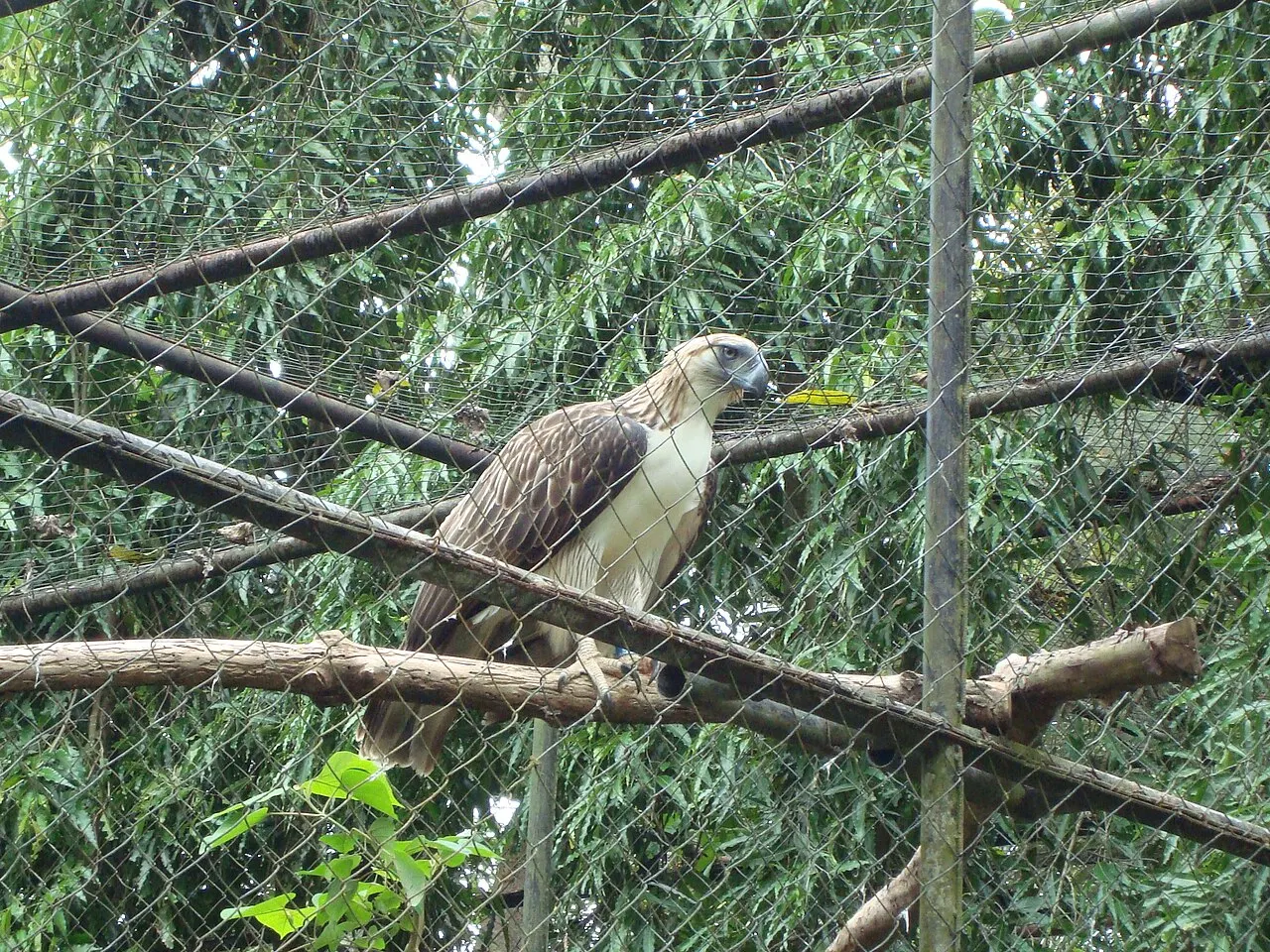Philippine Eagle Center, Davao, Davao Region, Philippines