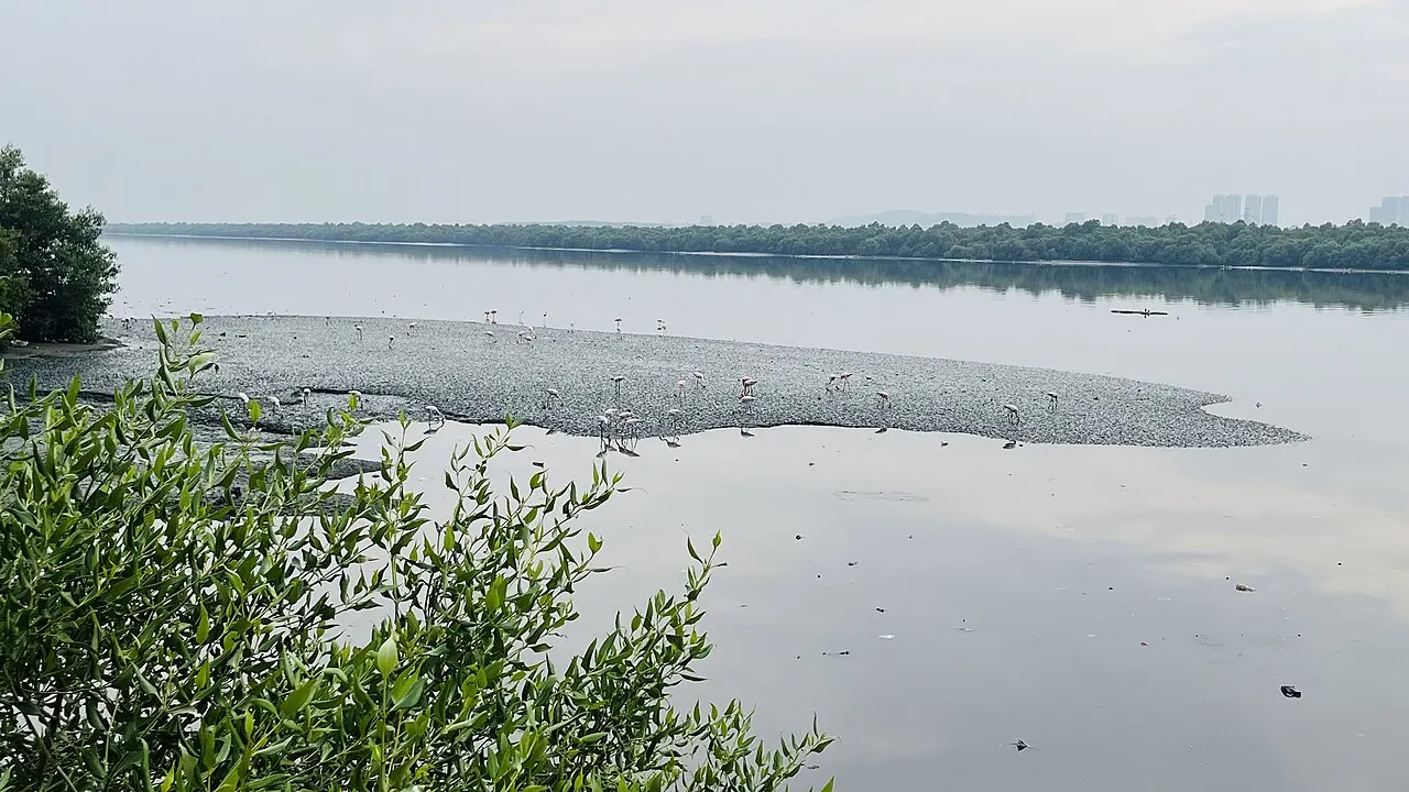 Thane Creek Flamingo Sanctuary, Thāne, Maharashtra, India