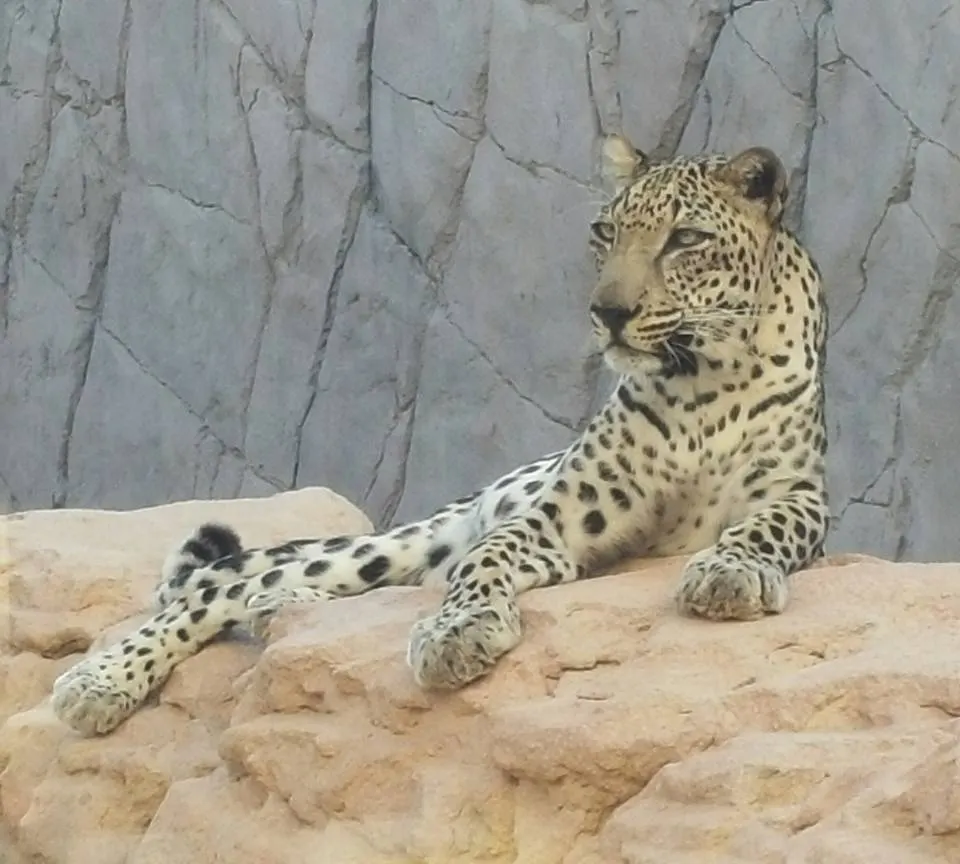 Arabia's Wildlife Centre, Sharjah, Sharjah, United Arab Emirates