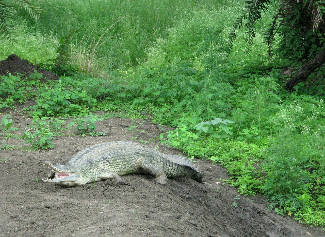 Van Vihar National Park, Bhopal, Madhya Pradesh, India