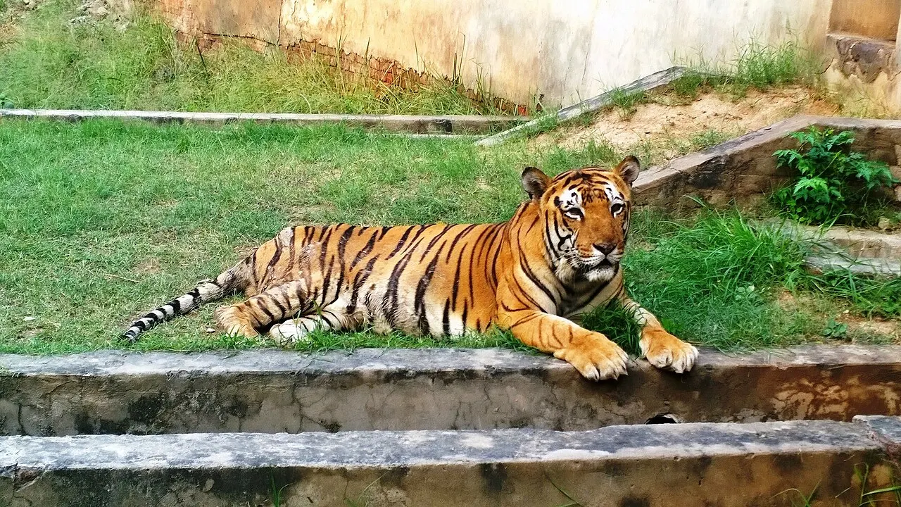 Ludhiana Tiger Safari, Ludhiana, Punjab, India