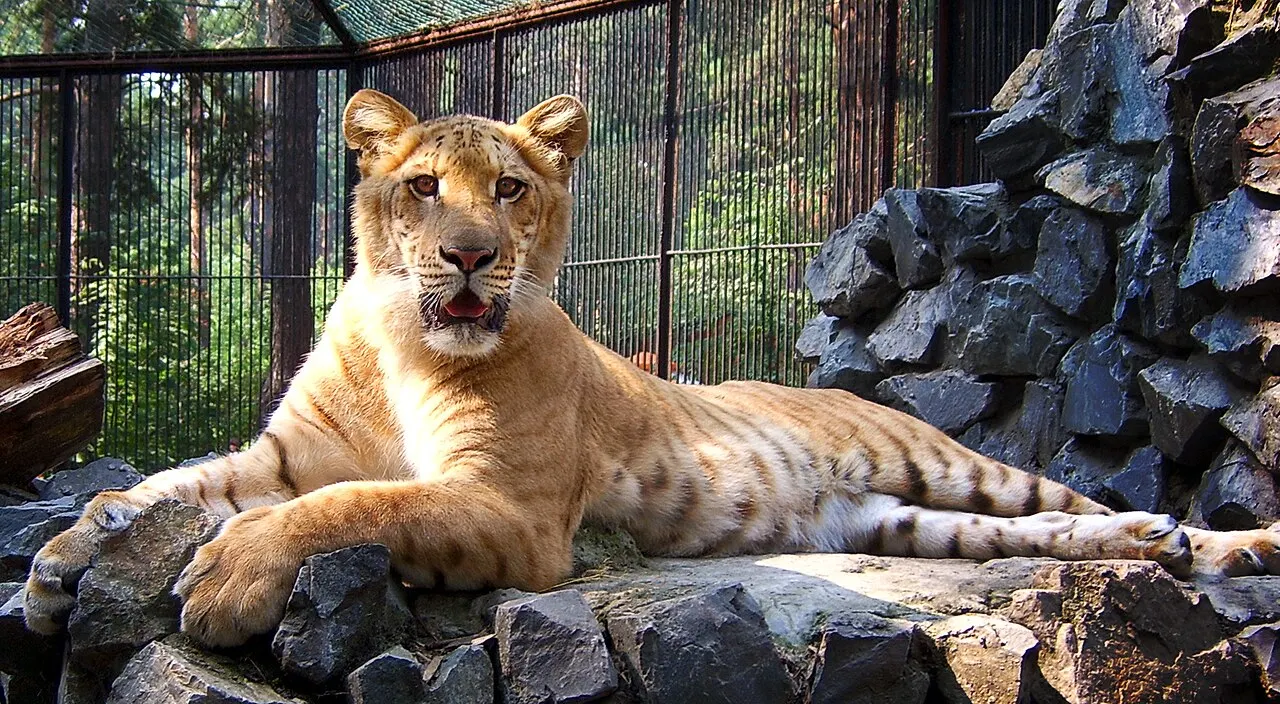 Novosibirsk Zoo, Novosibirsk, Novosibirsk Oblast, Russia