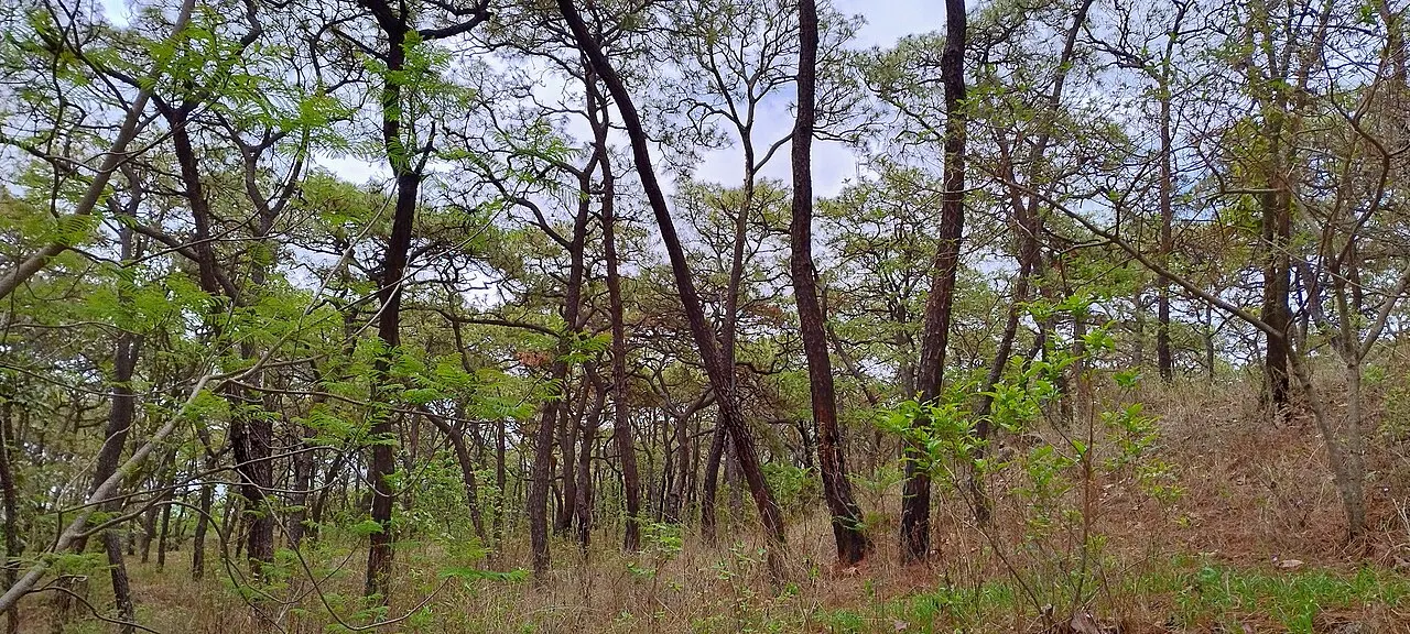 Bosque La Primavera, Zapopan, Jalisco, Mexico