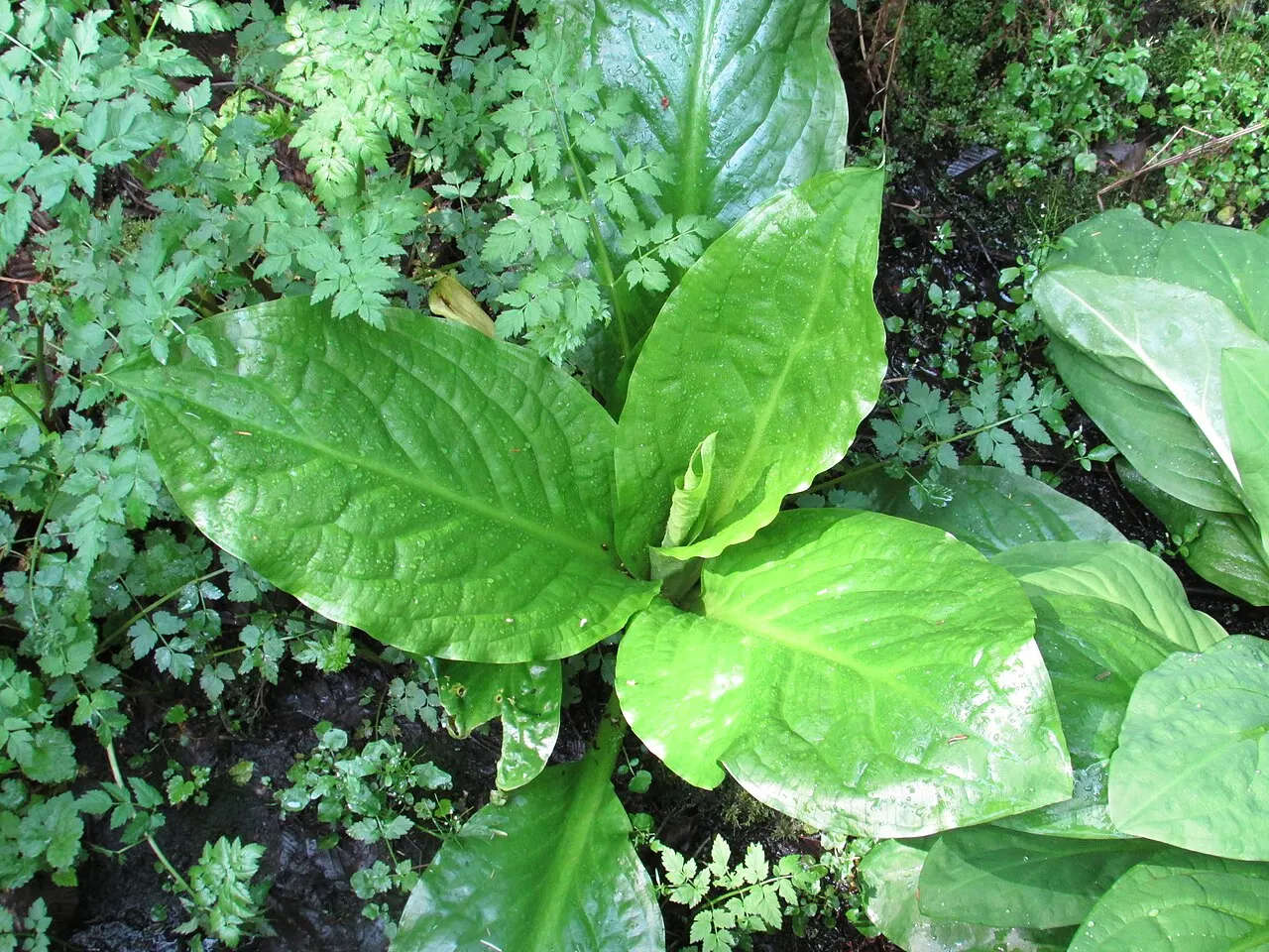 Skunk Cabbage Boardwalk, Mount Revelstoke National Park, British Columbia, Canada