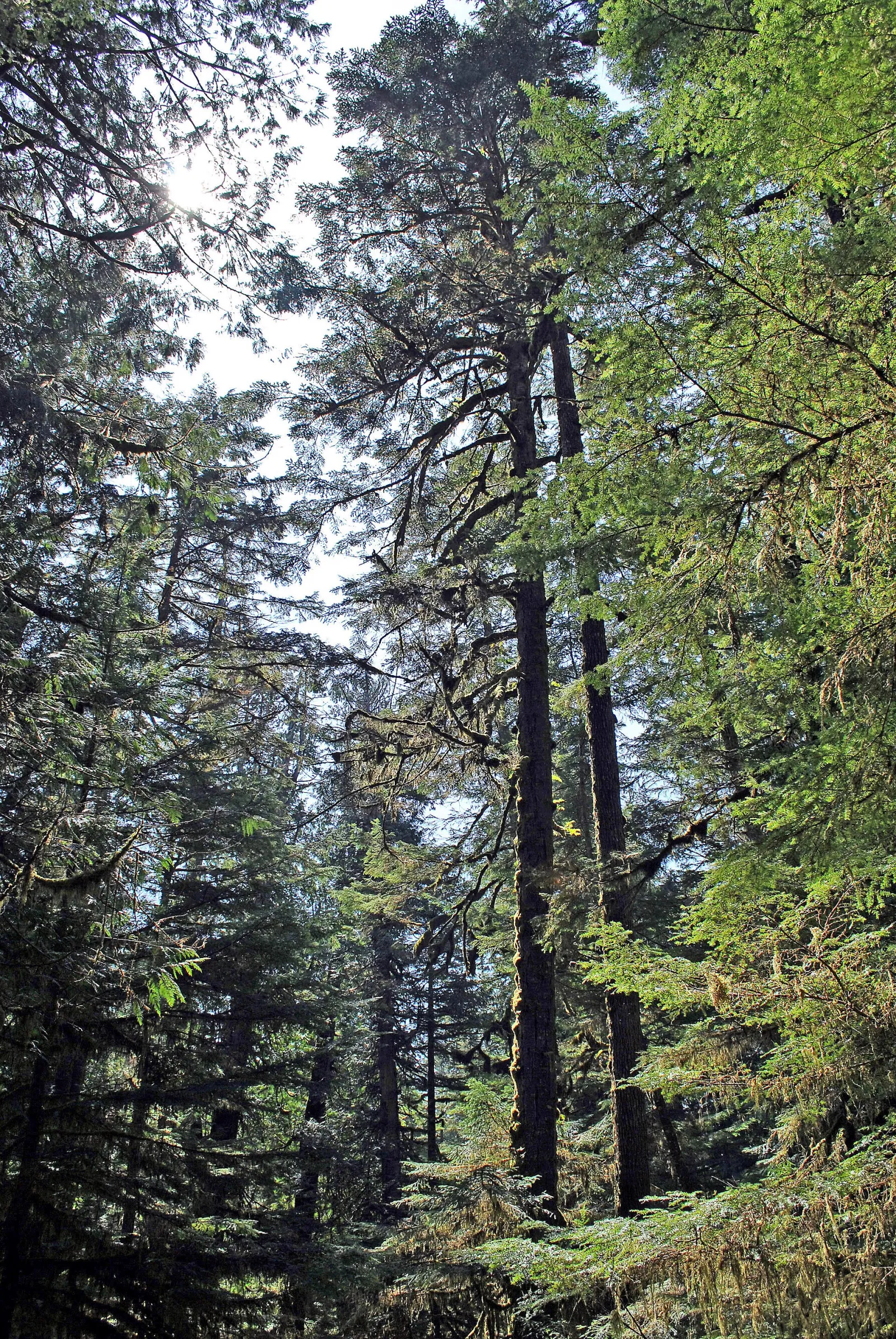 Nuu-chah-nulth Trail, Pacific Rim National Park Reserve, British Columbia, Canada