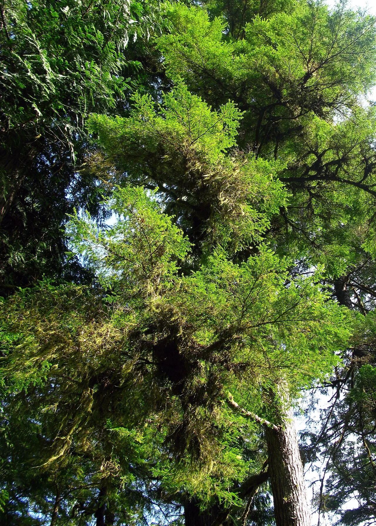 Rainforest Trail Pacific Rim, Pacific Rim National Park Reserve, British Columbia, Canada