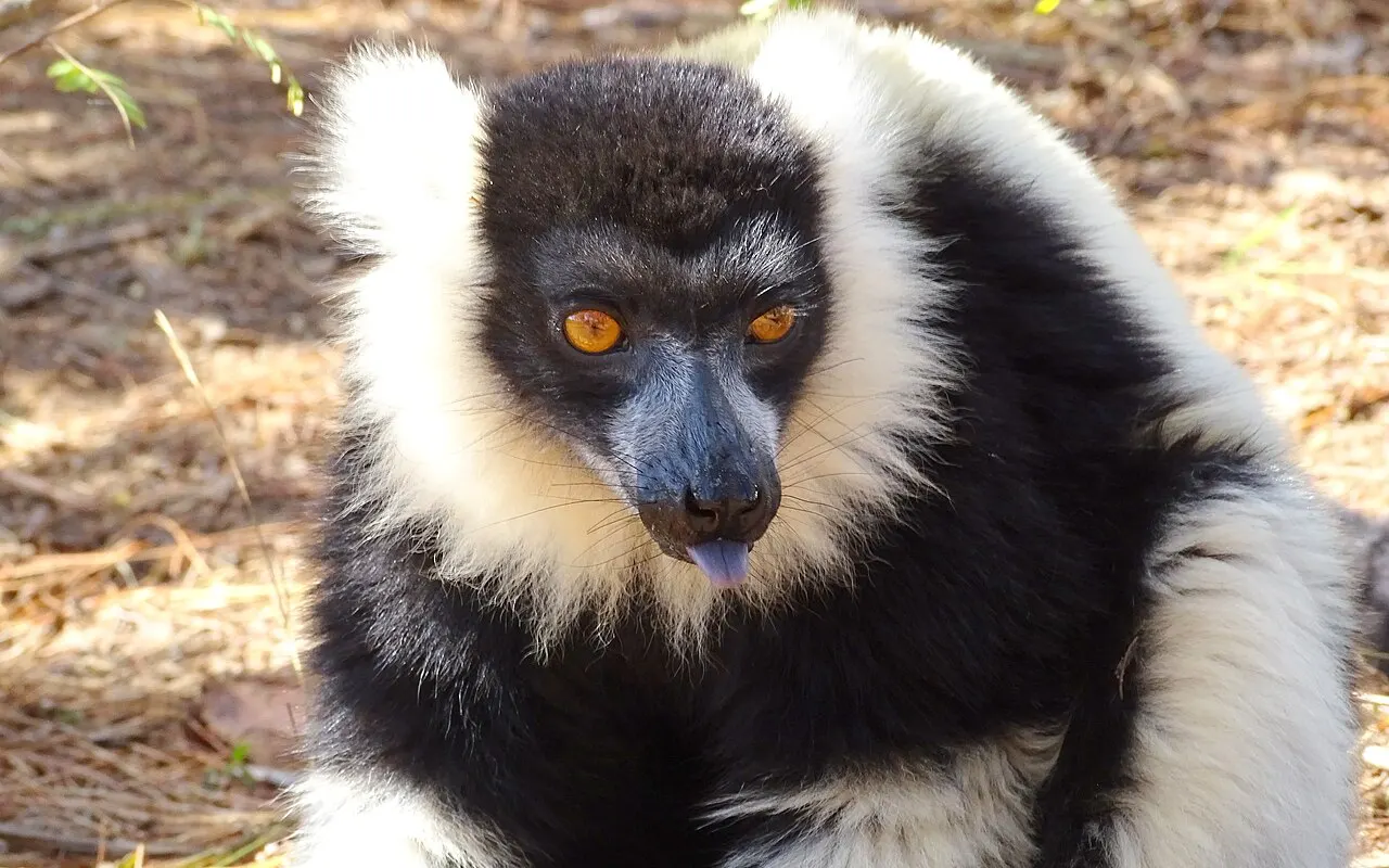 Lemurs' Park, Antananarivo, Analamanga, Madagascar