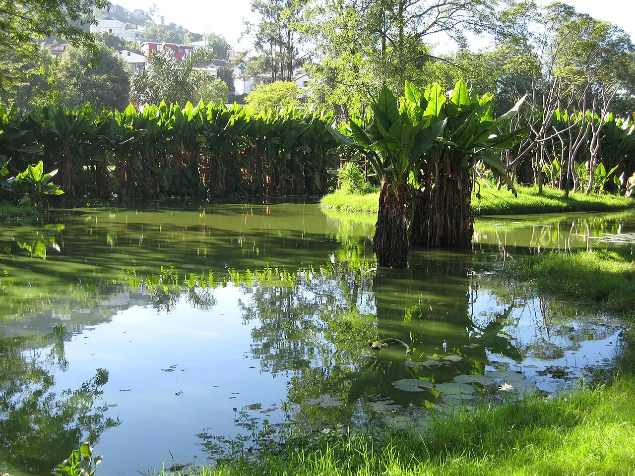 Tsimbazaza Zoo, Antananarivo, Analamanga, Madagascar