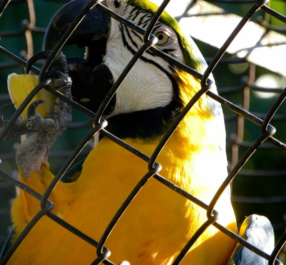 Guarulhos Zoo, Guarulhos, São Paulo, Brazil
