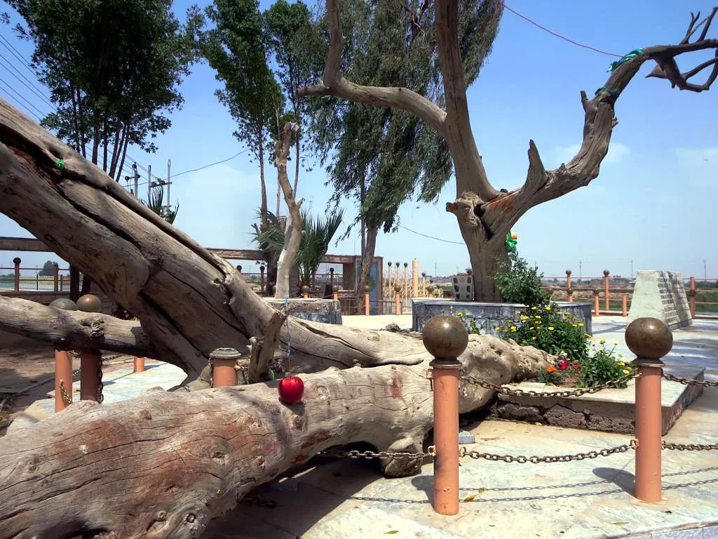 Al-Qurnah Adam's Tree, Basrah, Basra, Iraq
