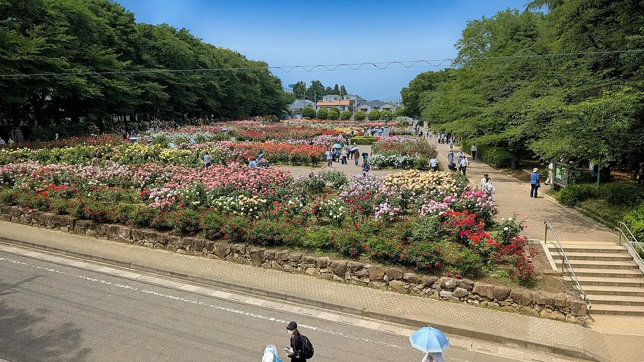 Yono Park Rose Garden, Saitama, Saitama, Japan