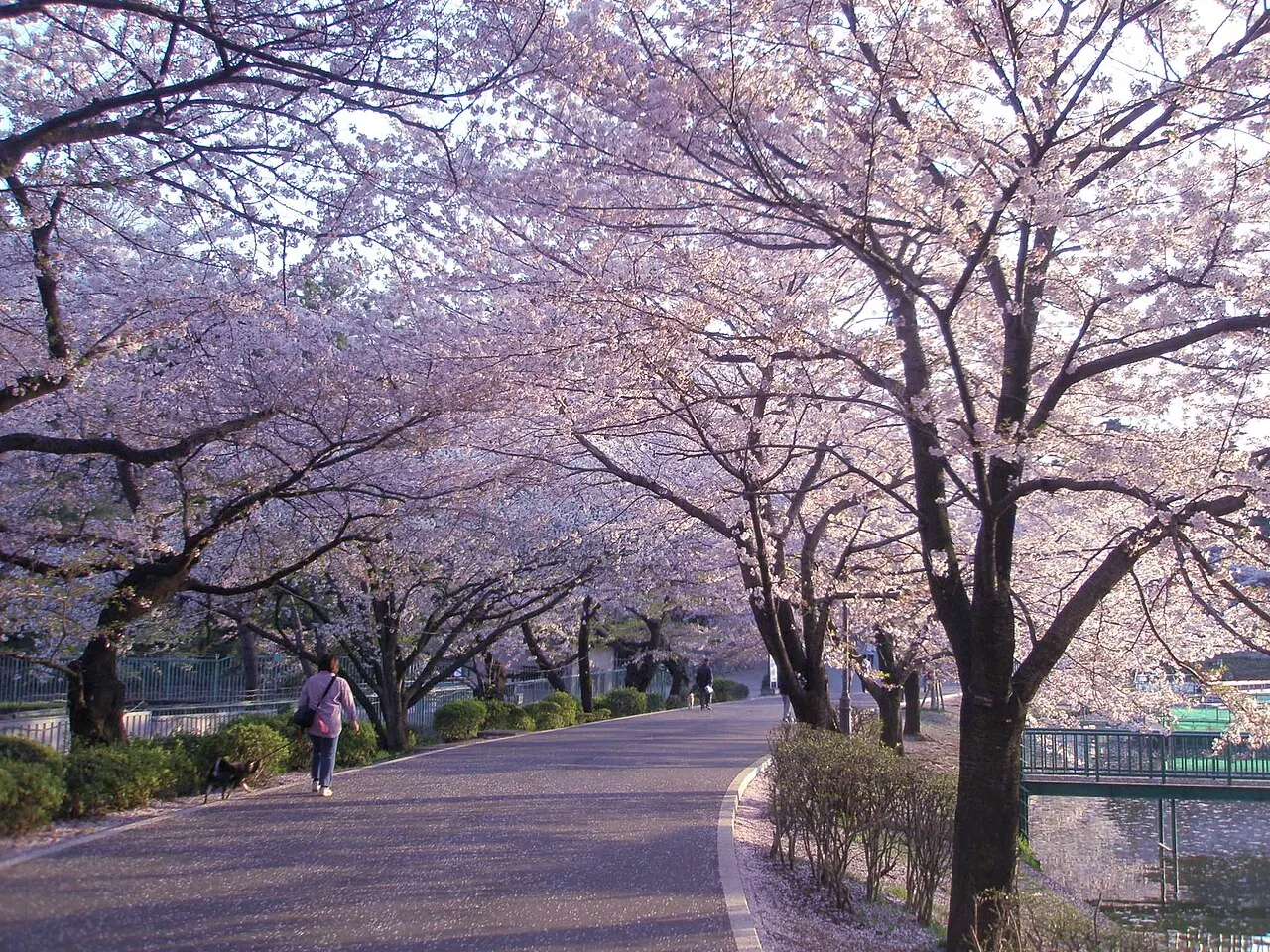 Omiya Park, Saitama, Saitama, Japan