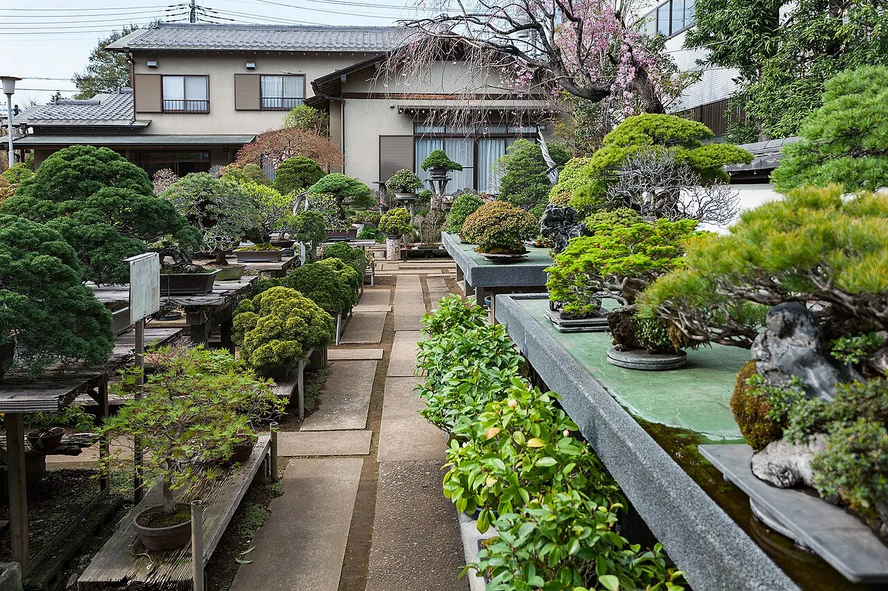 Omiya Bonsai Village, Saitama, Saitama, Japan