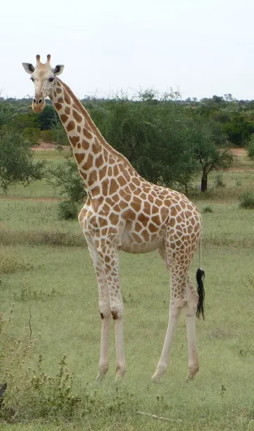 Kouré Giraffe Zone, Niamey, Niamey, Niger