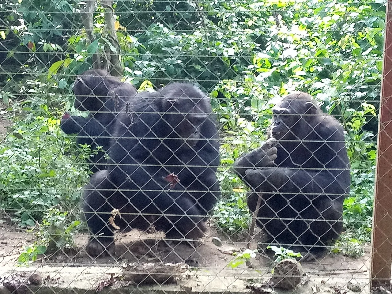 Mefou Primate Park, Yaoundé, Centre, Cameroon