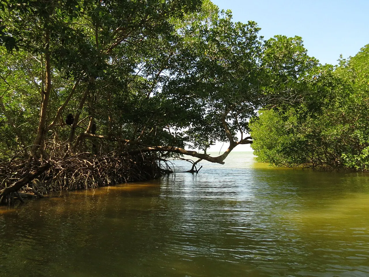 Ría Lagartos Mangrove Channels, Río Lagartos, Yucatán, Mexico