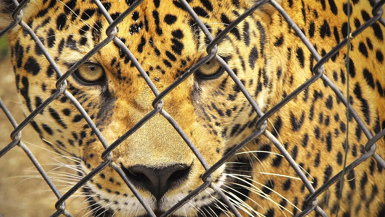 Bararida Zoo, Barquisimeto, Lara, Venezuela