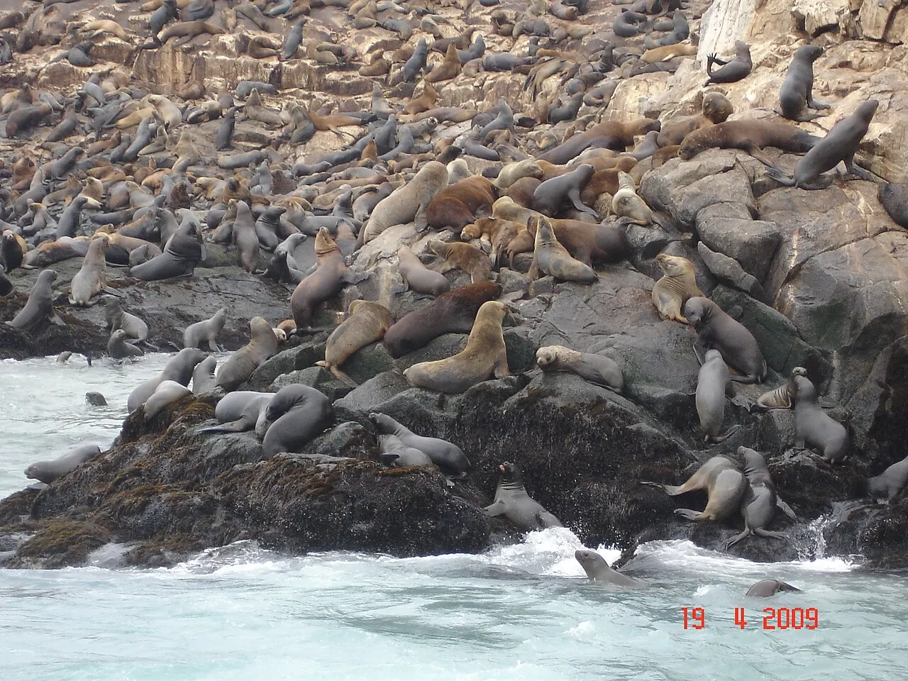 Palomino Islands, Callao, Callao, Peru