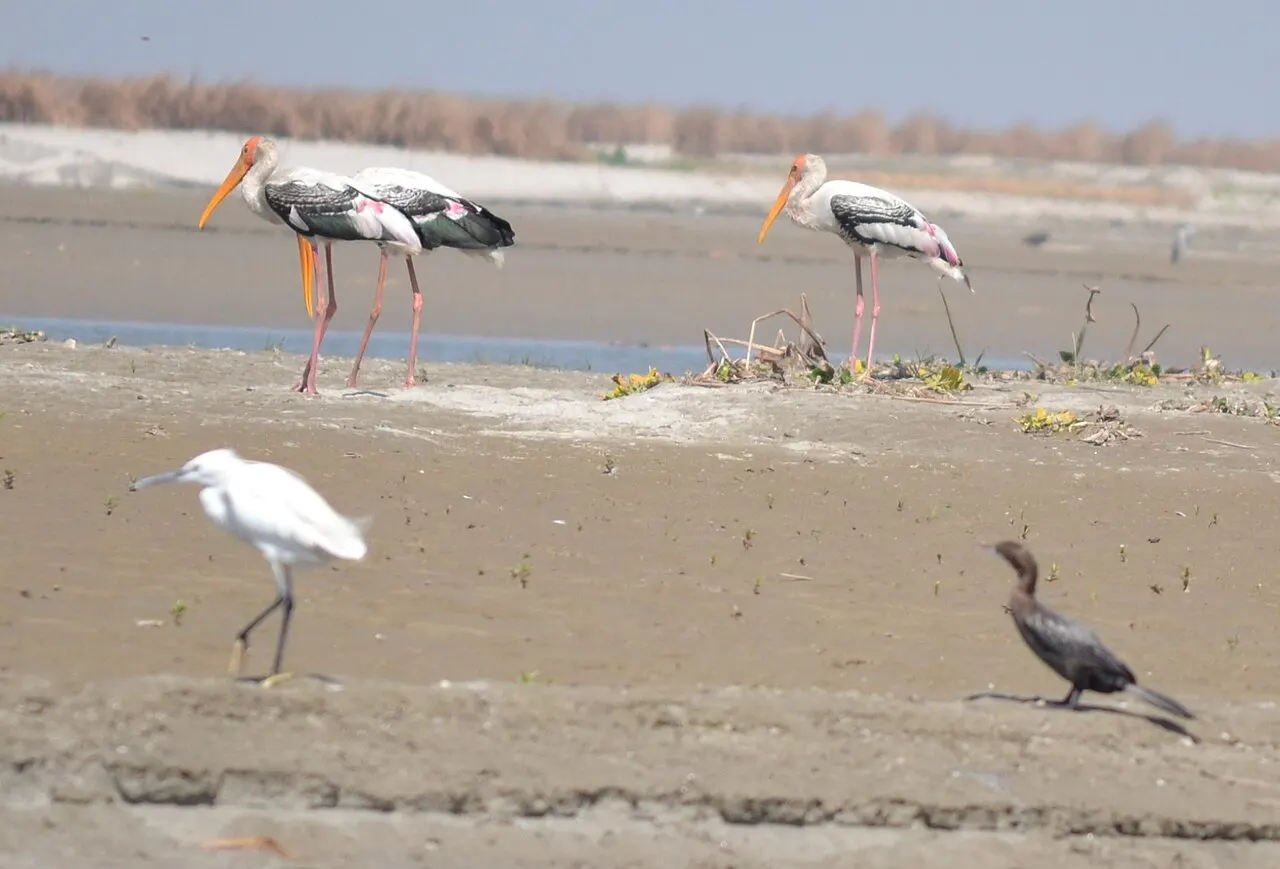 Hastinapur Wildlife Sanctuary, Meerut, Uttar Pradesh, India