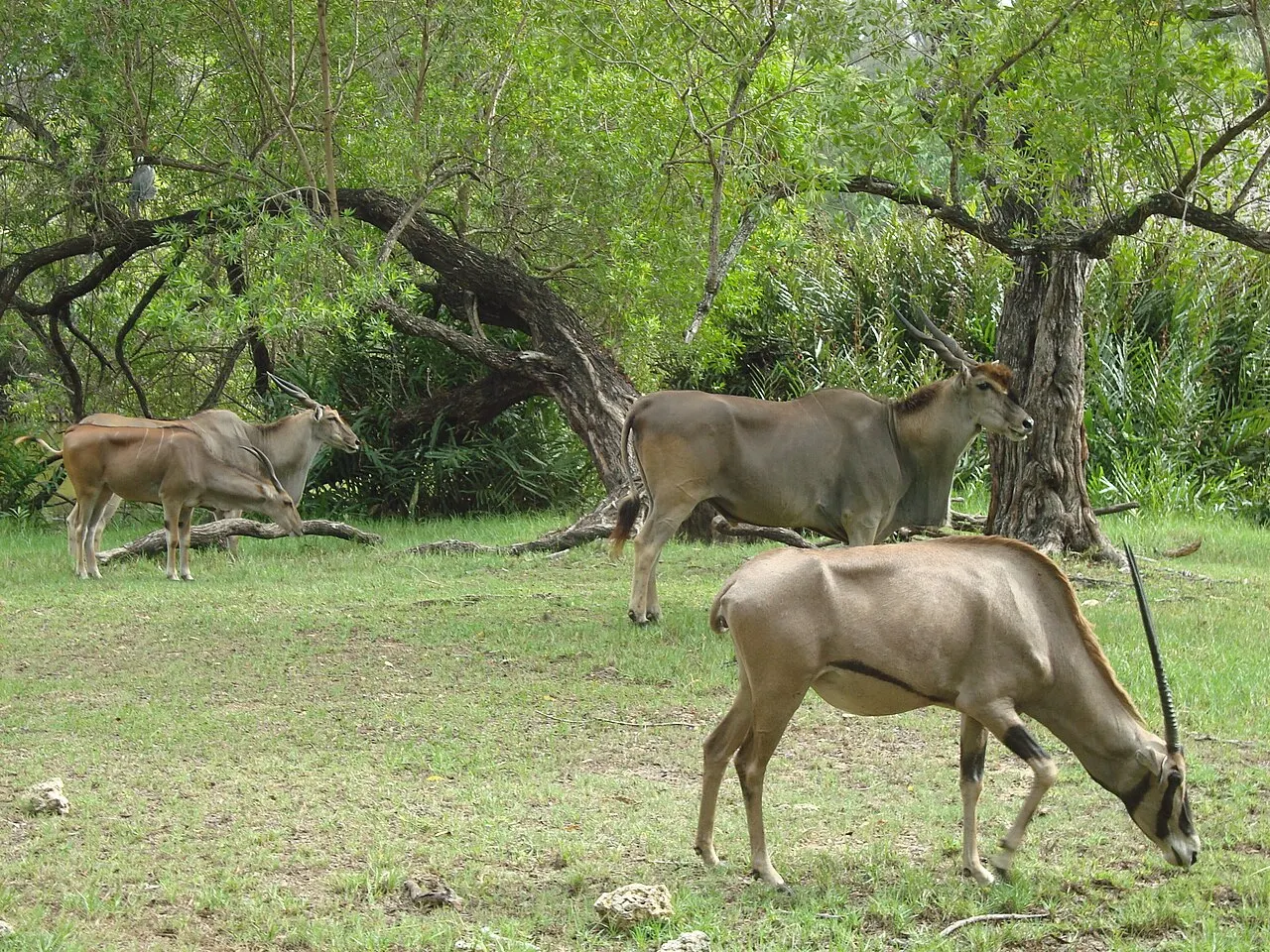 Haller Park, Mombasa, Mombasa County, Kenya