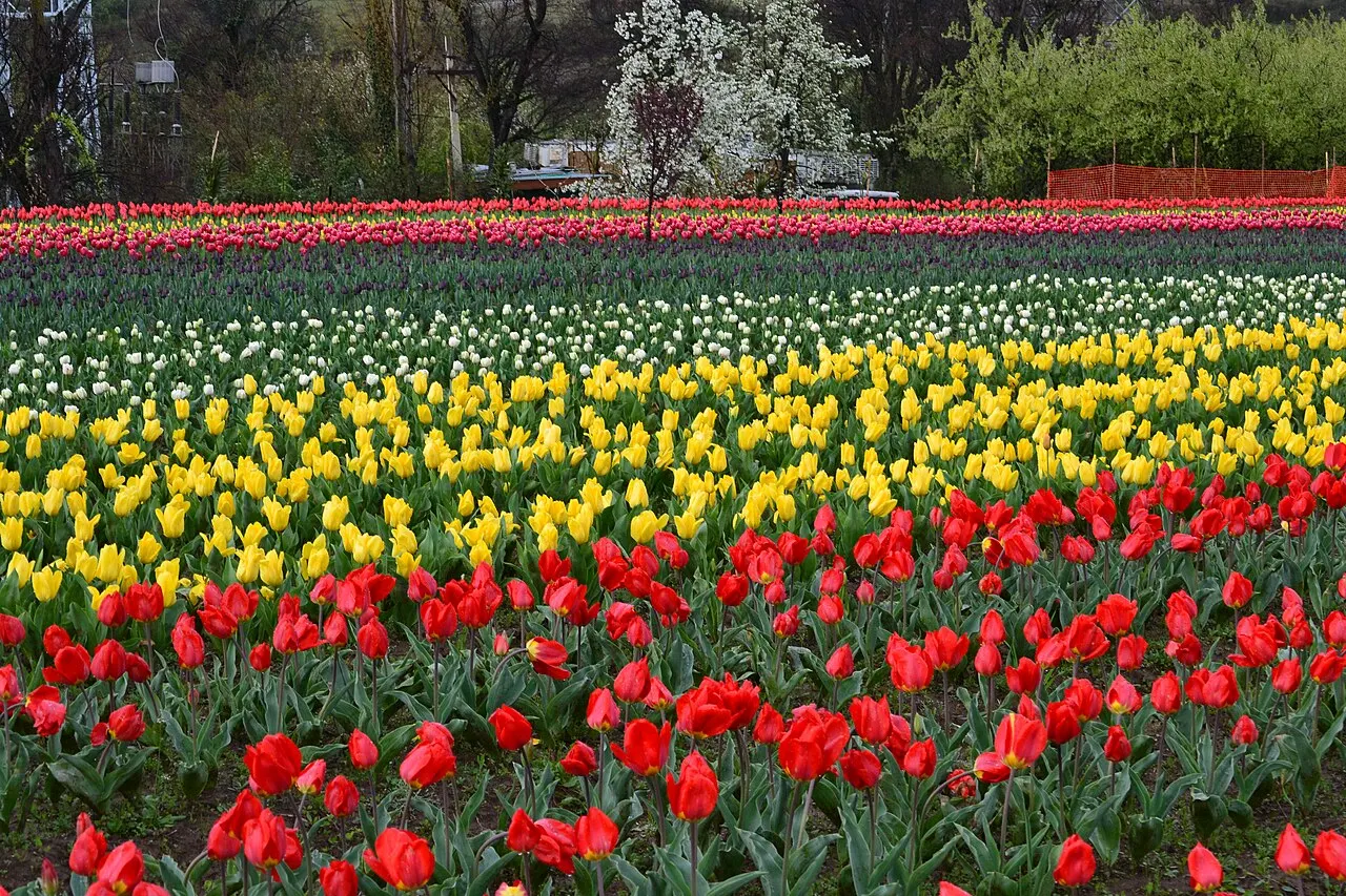 Indira Gandhi Memorial Tulip Garden, Srinagar, Jammu and Kashmir, India