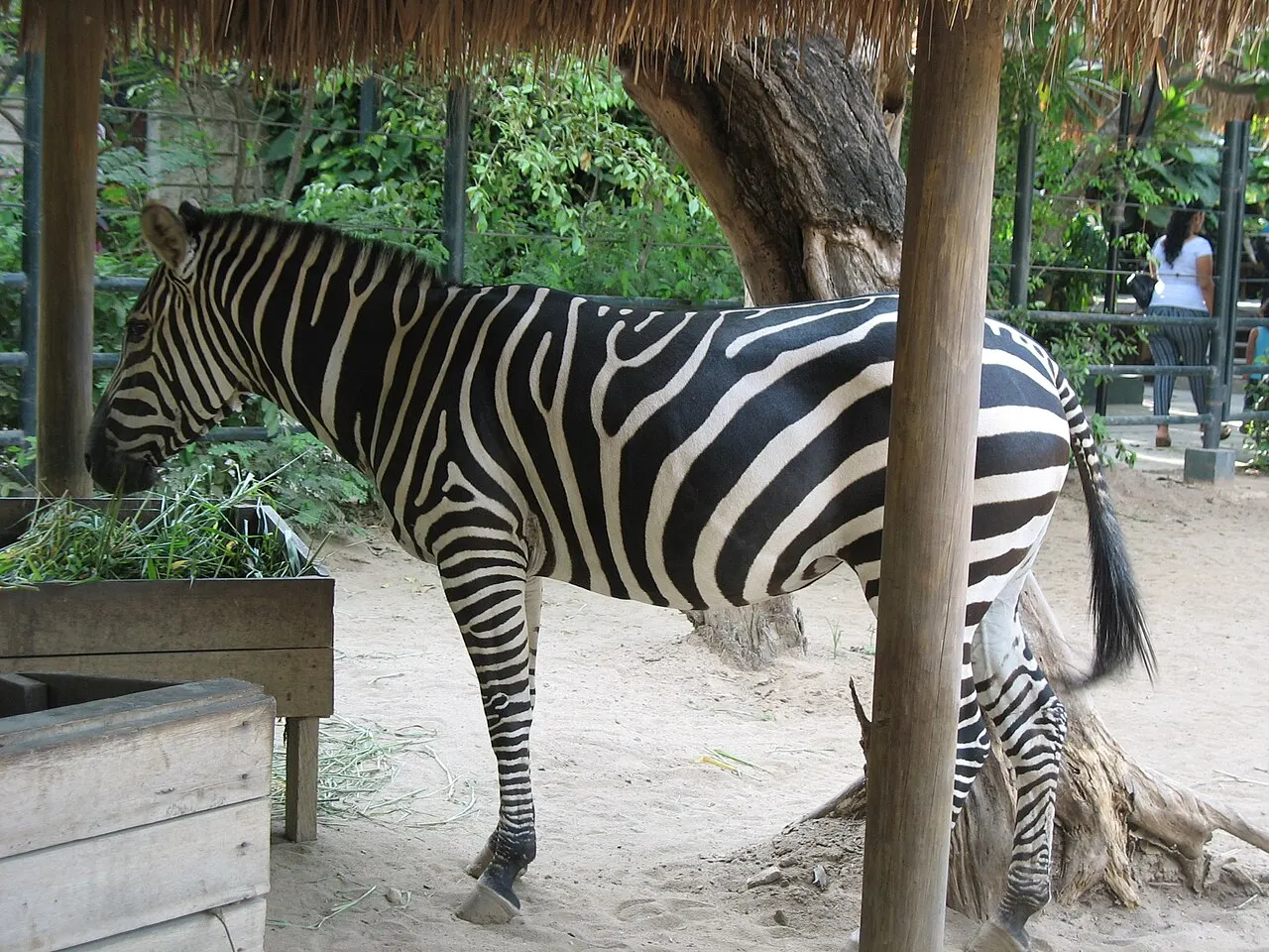 Barranquilla Zoo, Barranquilla, Atlántico, Colombia