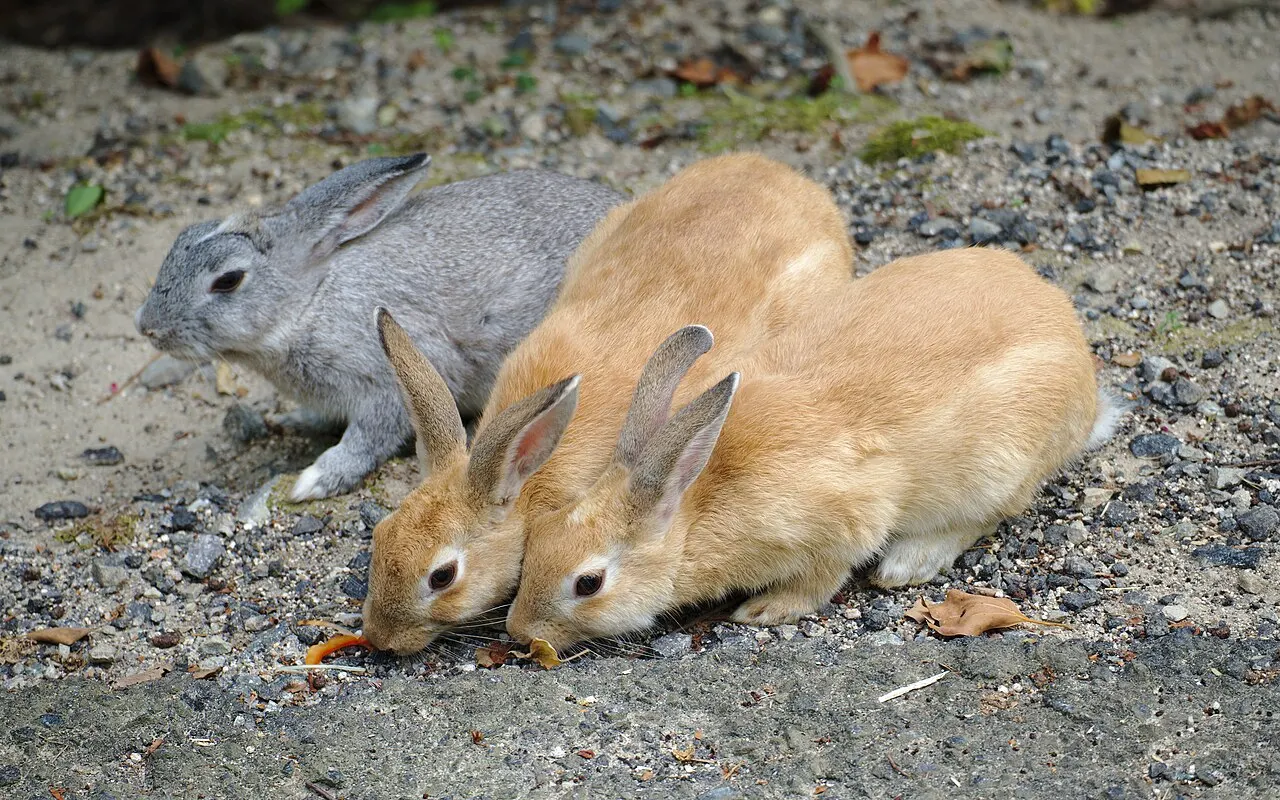 Okunoshima, Hiroshima, Hiroshima, Japan