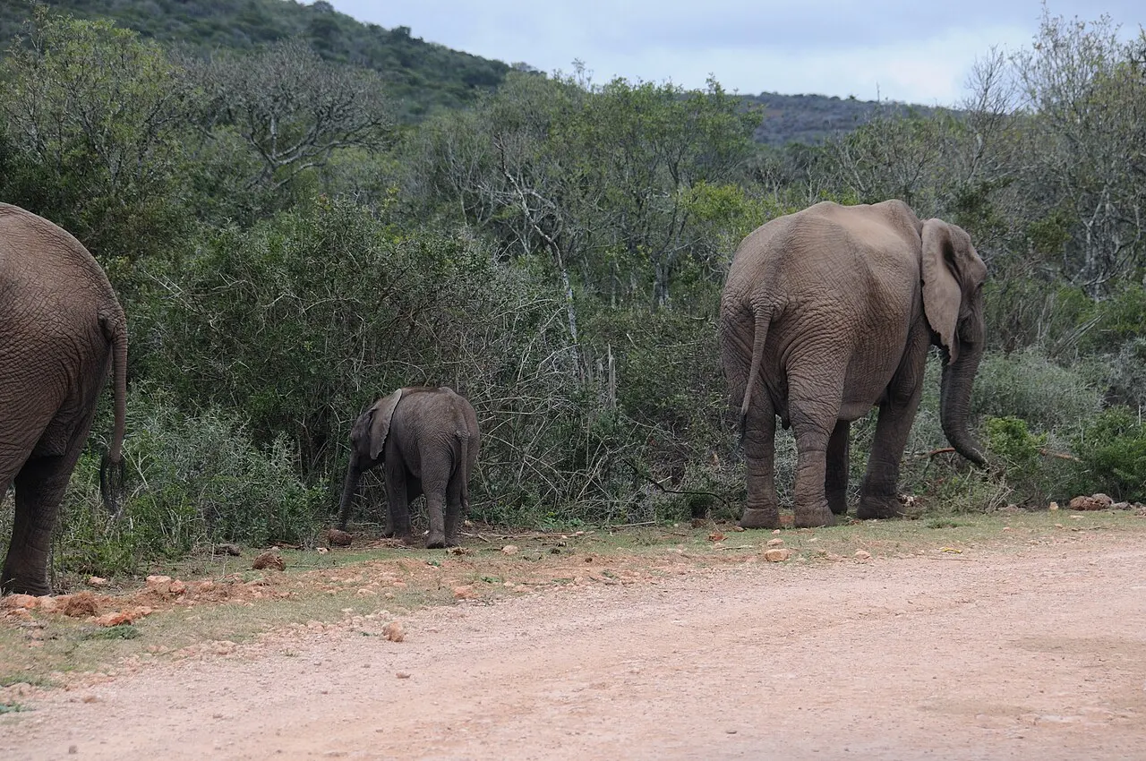 Addo Elephant National Park, Gqeberha, Eastern Cape, South Africa