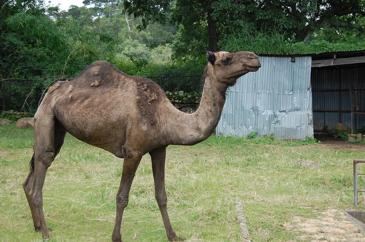 Jos Zoo, Jos, Plateau State, Nigeria