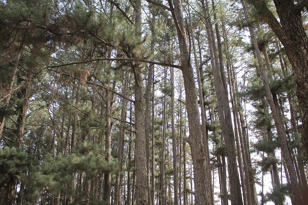 Wildlife Park Pine Forest, Jos, Plateau State, Nigeria