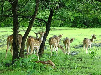 Barnawapara Wildlife Sanctuary, Raipur, Chhattisgarh, India