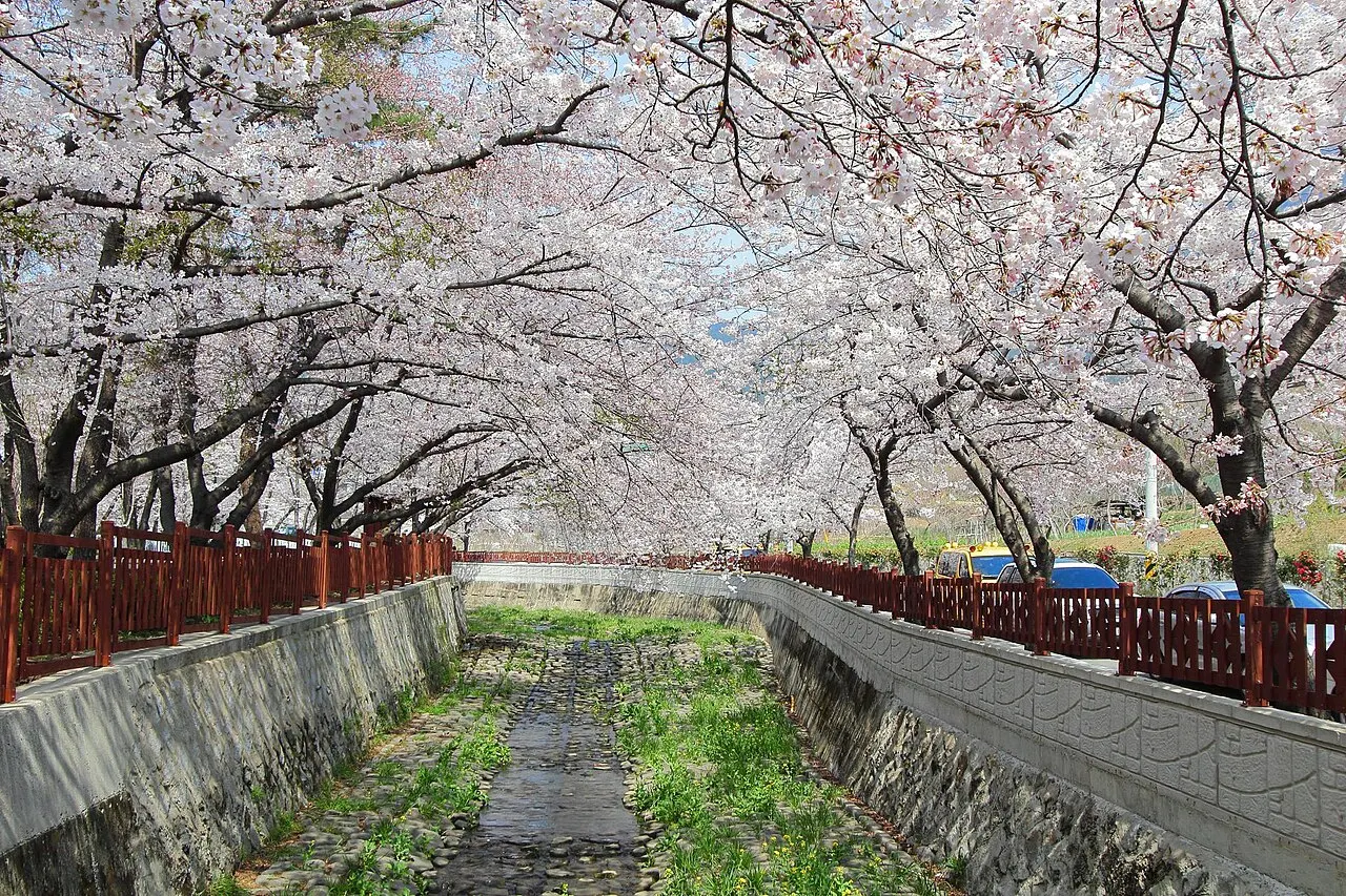 Jinhae Gunhangje Festival, Changwon, Gyeongsangnam-do, South Korea