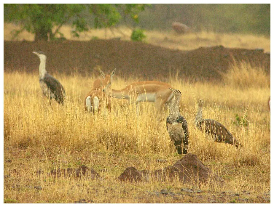 Great Indian Bustard Sanctuary, Sholapur, Maharashtra, India