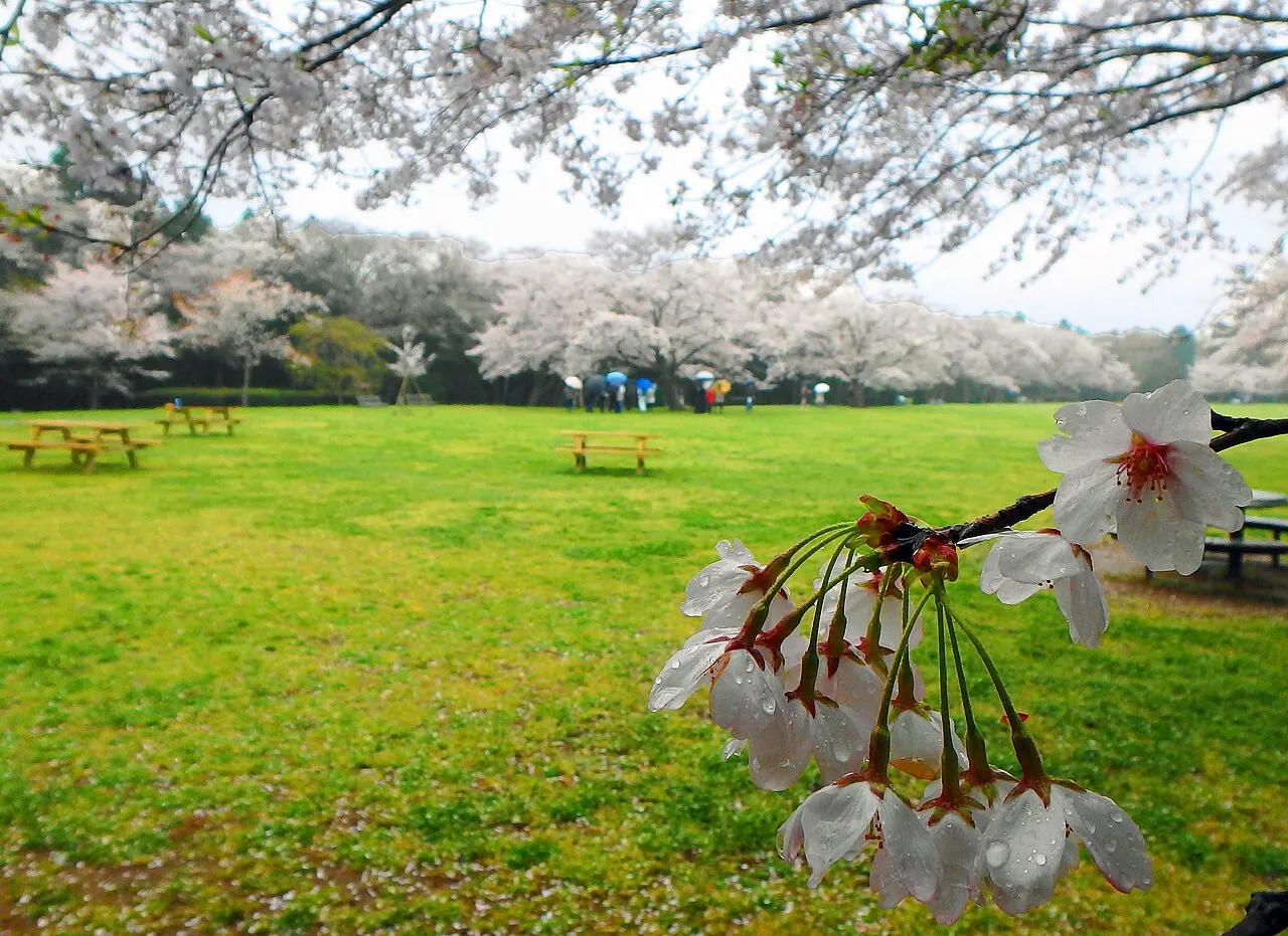 Izumi Nature Park, Chiba, Chiba, Japan