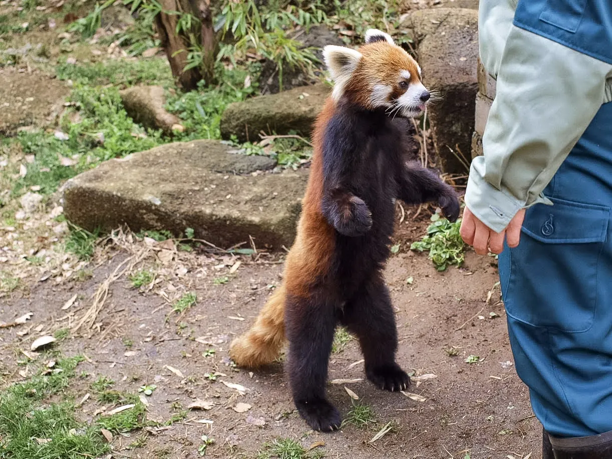 Chiba Zoological Park, Chiba, Chiba, Japan