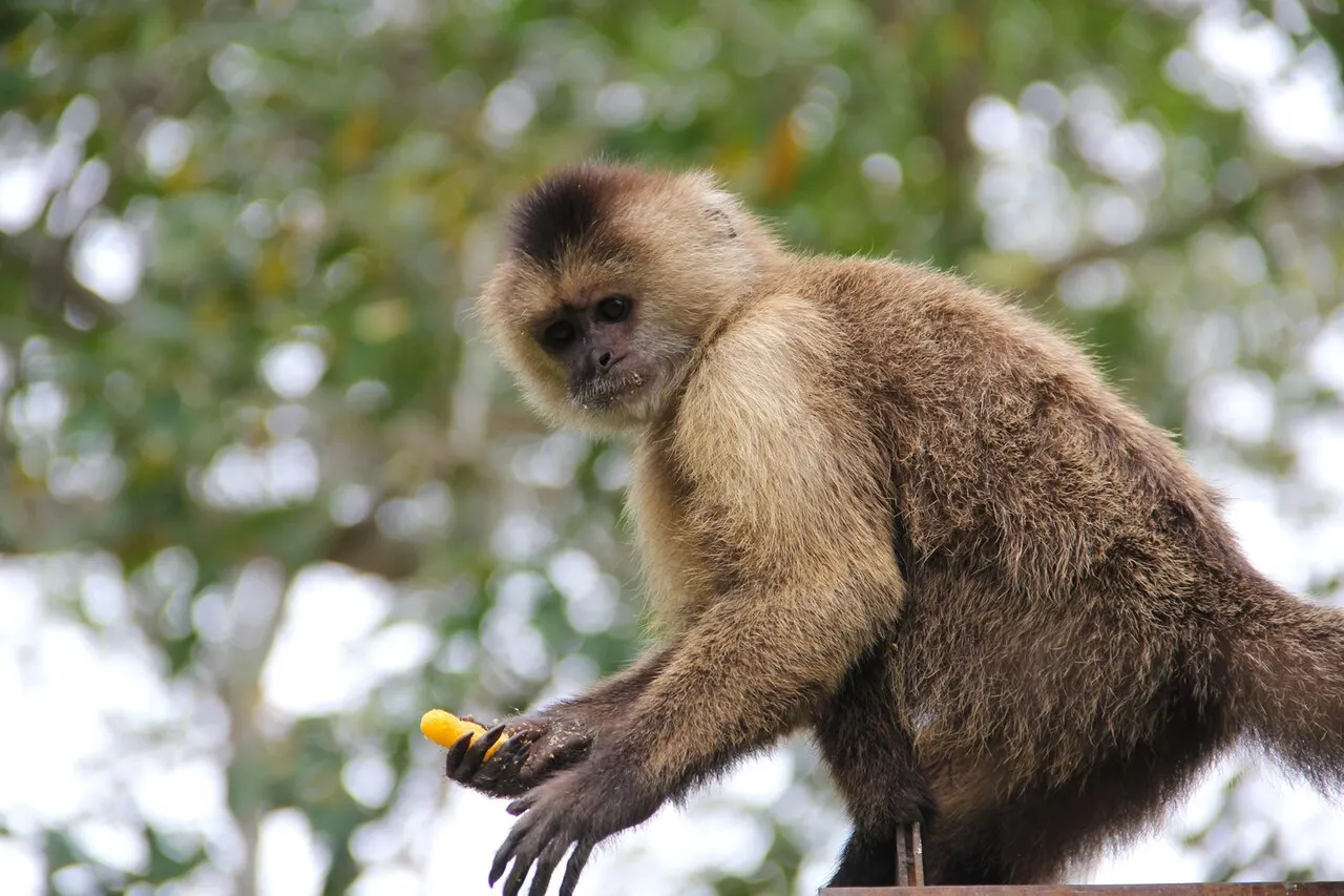 Loefling Park, Ciudad Guayana, Bolívar, Venezuela