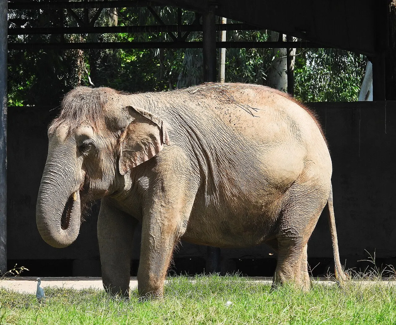 Chhatbir Zoo, Chandigarh, Chandigarh, India