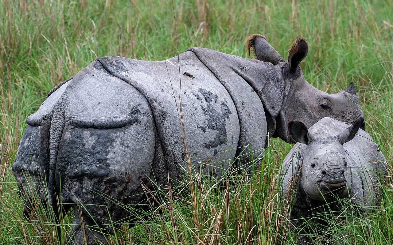Pobitora Wildlife Sanctuary, Guwahati, Assam, India
