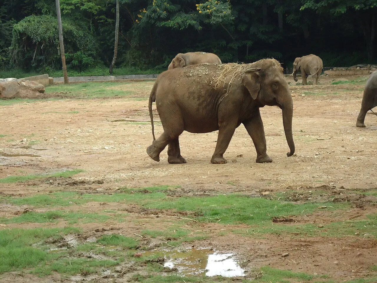 Mysore Zoo, Mysuru, Karnataka, India