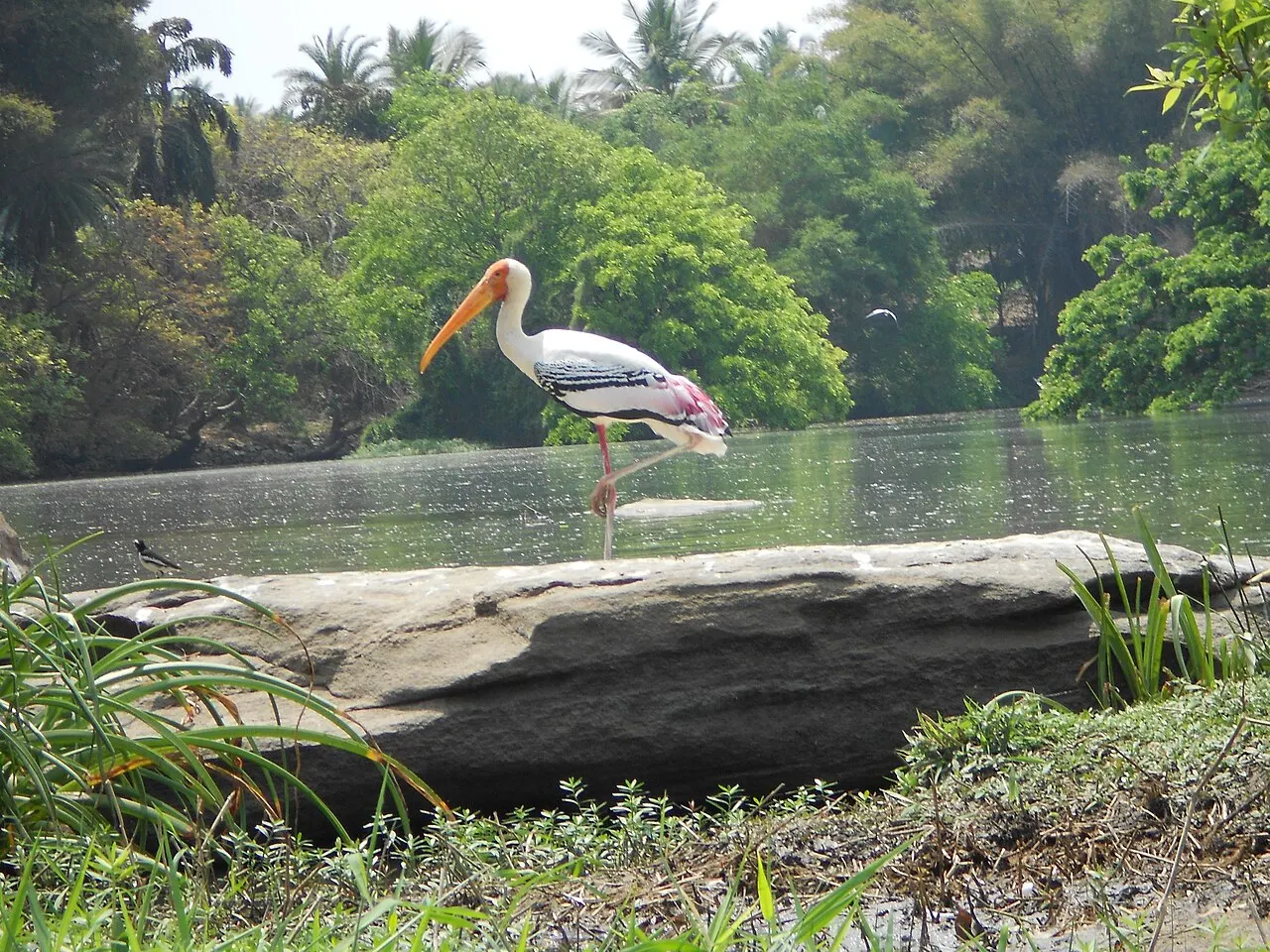 Ranganathittu Bird Sanctuary, Mysuru, Karnataka, India