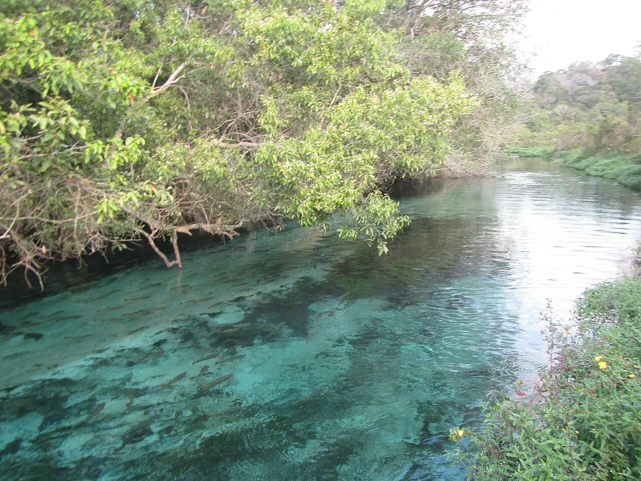 Rio Sucuri, Campo Grande, Mato Grosso do Sul, Brazil