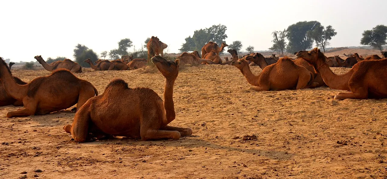 Cholistan Desert, Bahawalpur, Punjab, Pakistan