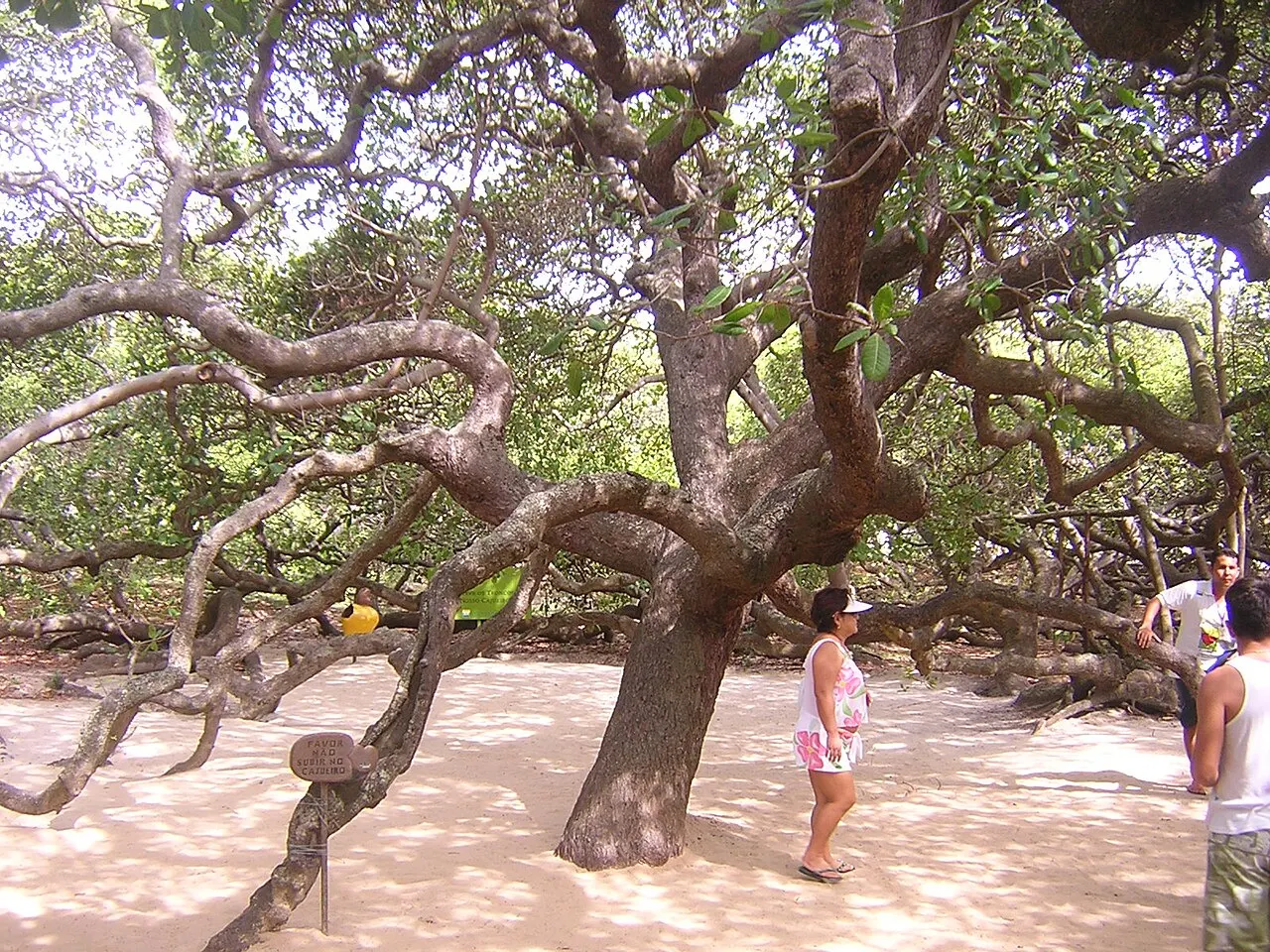 Cajueiro de Pirangi, Natal, Rio Grande do Norte, Brazil